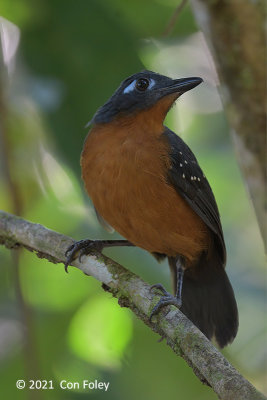 Antbird, Plumbeous (female) @ near Sani Lodge