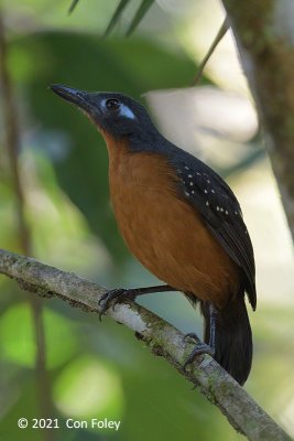 Antbird, Plumbeous (female) @ near Sani Lodge