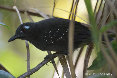 Antbird, Plumbeous (male) @ near Sani Lodge