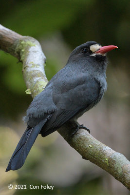 Nunbird, White-fronted @ near Sani Lodge