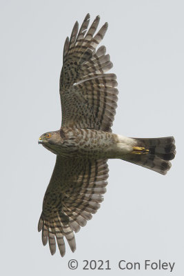 Sparrowhawk, Japanese (juv) @ Jelutong Tower