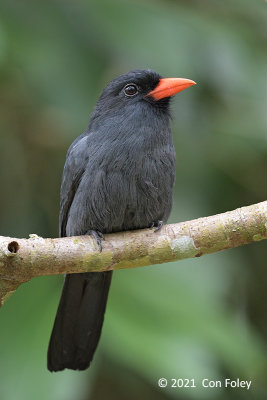 Nunbird, Black-fronted @ near Sani Lodge