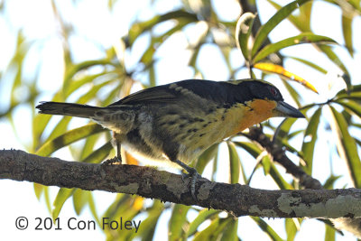 Barbet, Gilded (male) @ near Sani Lodge