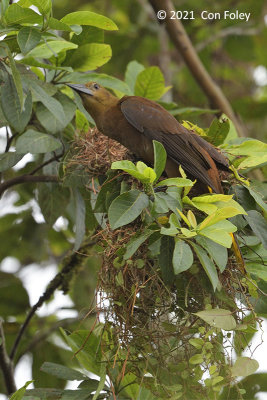Oropendola, Russet-backed (nest) @ Sani Lodge