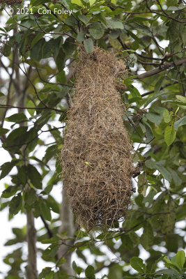 Oropendola, Russet-backed (nest) @ Sani Lodge