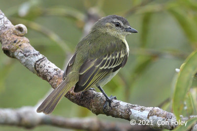 Tyrannulet, Slender-footed @ near Sani Lodge