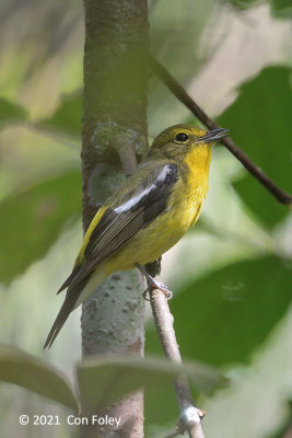 Flycatcher, Green-backed (male) @ Rifle Range