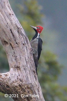 Woodpecker, Crimson-crested (female) @ near Sani Lodge