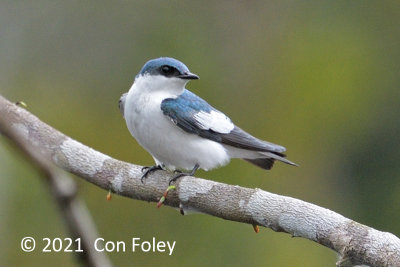 Swallow, White-winged @ near Sani Lodge