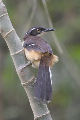 Donacobius, Black-capped (juvenile) @ near Sani Lodge