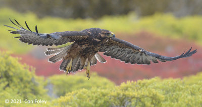 Hawk, Galapagos @ Espaola