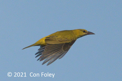 Oriole, Black Naped (juvenile migrant) (diffusus) @ SBWR