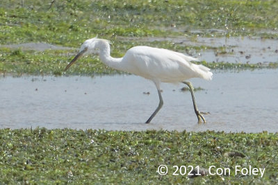 Egret, Chinese