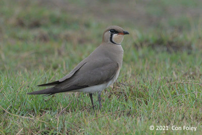 Pratincole, Oriental