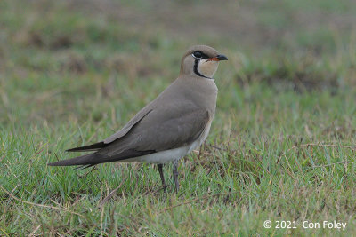 Pratincole, Oriental