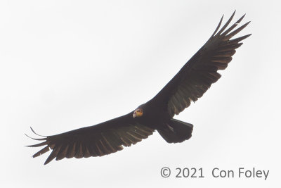 Vulture, Greater Yellow-headed @ near Sani Lodge