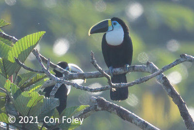 Toucan, White-throated @ near Sani Lodge