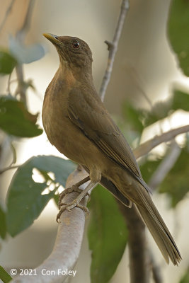Thrush, Clay-colored @ Airport Hotel