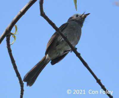 Monarch, Black-naped (female or immature) @ Clementi Woods Park