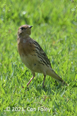 Pipit, Red-throated @ Sembawang