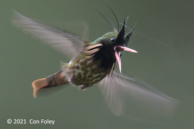 Coquette, Black-crested (male) @ enroute to Sun Sun Lodge