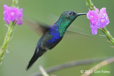 Woodnymph, Crowned (male) @ enroute to Sun Sun Lodge