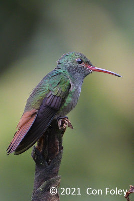 Hummingbird, Rufous-tailed (male) @ enroute to Sun Sun Lodge