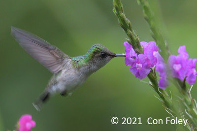 Snowcap (female) @ enroute to Sun Sun Lodge