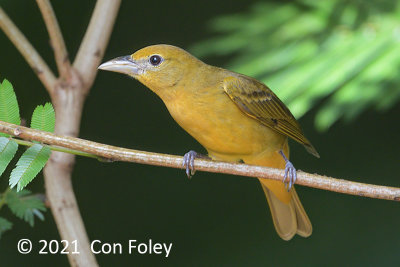 Tanager, Summer (female) @ Sun Sun Lodge