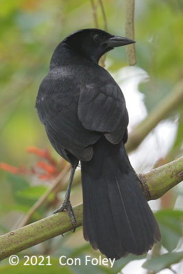 Blackbird, Melodious @ near Sun Sun Lodge