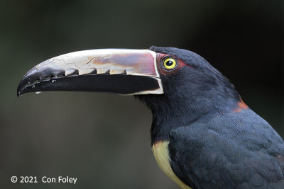 Aracari, Collared @ near Sun Sun Lodge