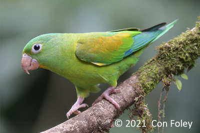 Parakeet, Orange-chinned @ near Sun Sun Lodge