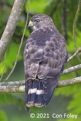 Hawk, Broad-winged @ near Sun Sun Lodge