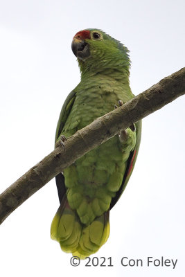 Parrot, Red-lored @ near Sun Sun Lodge