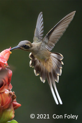 Hermit, Long-billed @ near Sun Sun Lodge