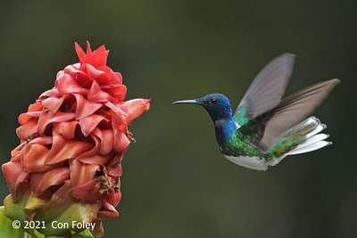 Jacobin, White-necked (male) @ near Sun Sun Lodge