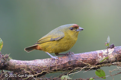 Euphonia, Olive-backed (female) @ near Sun Sun Lodge