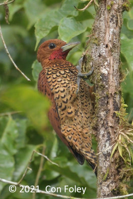 Woodpecker, Cinnamon (male) @ near Sun Sun Lodge