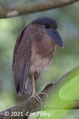 Heron, Boat-billed (juvenile) @ near Sun Sun Lodge