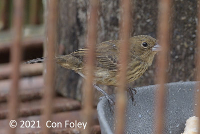 Grassquit, Blue-black (female) @ near Pedacito de Cielo Lodge