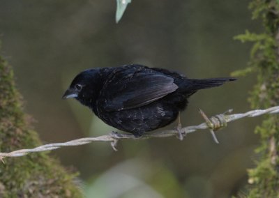 Grassquit, Blue-black (male) @ near Pedacito de Cielo Lodge