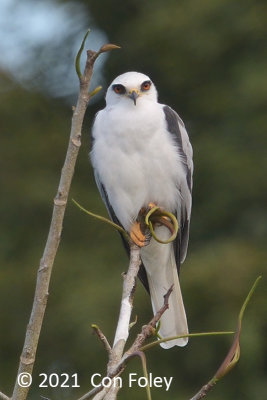 Kite, White-winged @ near Pedacito de Cielo Lodge