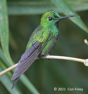 Brilliant, Green-crowned