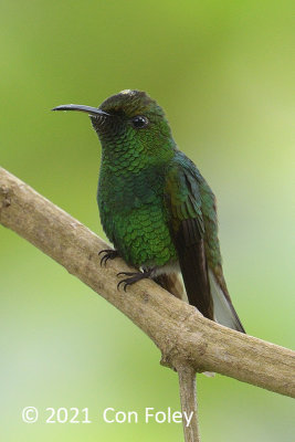 Emerald, Coppery-headed (male) @ near Pedacito de Cielo Lodge