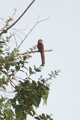 Cuckoo, Squirrel (adult) @ Pedacito de Cielo Lodge