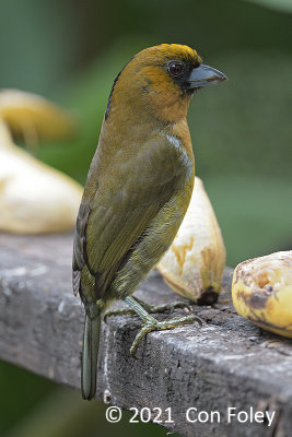 Barbet, Prong-billed (male) near Pedacito de Cielo Lodge