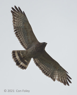 Hawk, Broad-winged @ near Pedacito de Cielo Lodge