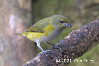 Euphonia, Yellow-throated (fem) @ near Pedacito de Cielo Lodge