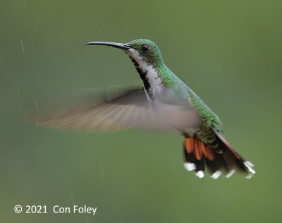 Mango, Green-breasted