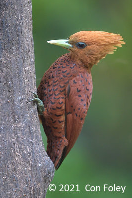 Woodpecker, Chestnut-colored (female) @ near Pedacito de Cielo Lodge